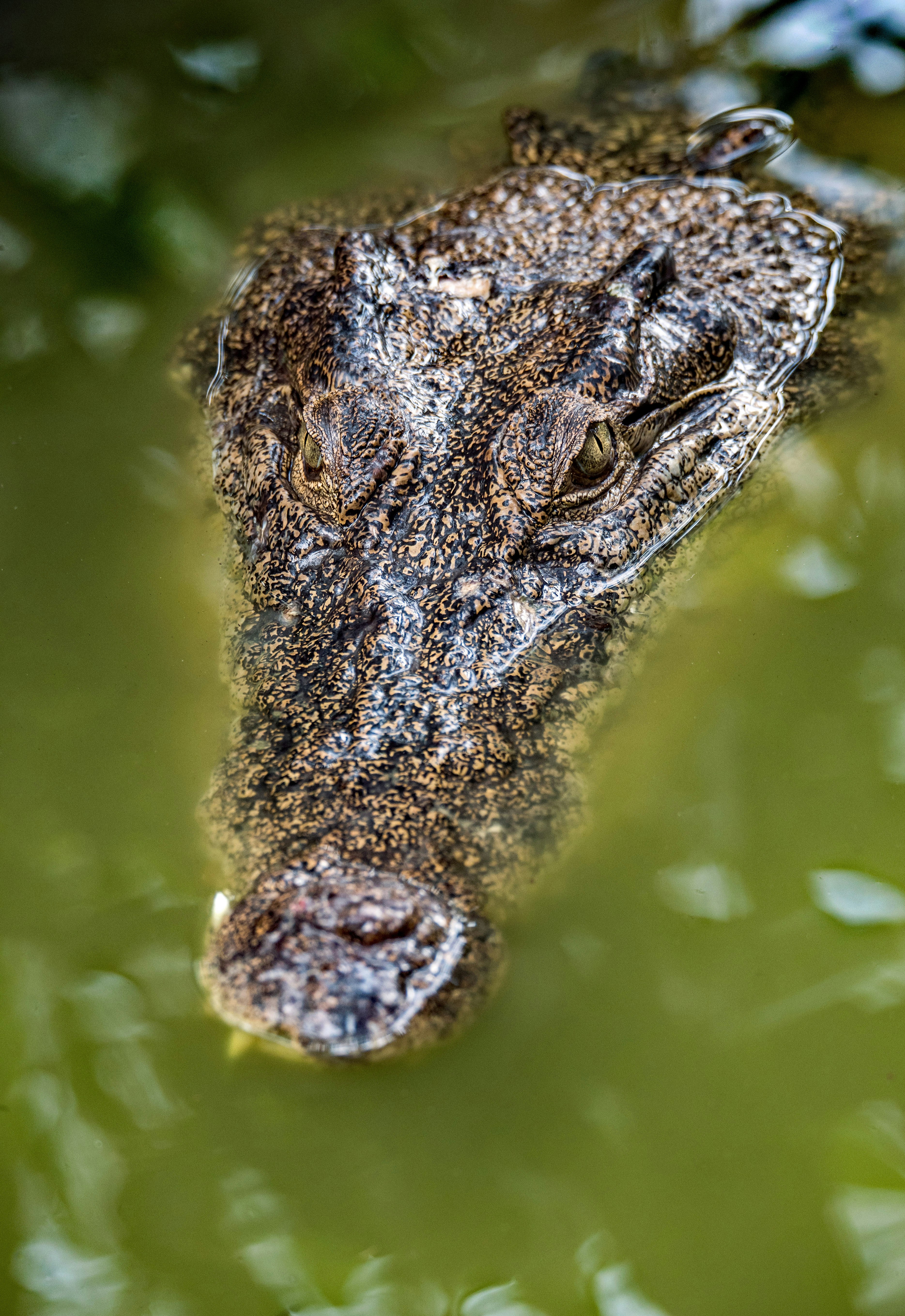 brown crocodile